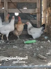  1 مطلوب مطلوب دجاج بياض