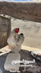  4 جاجتين براهمه وديك براهمه وصوص بلدي