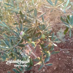  4 قطعه او مميزه مشجره زيتون