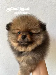  1 Pomeranian, 3 months كلب بوميرانيان ذكر عالي الجودة، عمره ثلاثة أشهر.