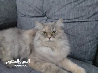  3 قطه سكتش فولد للبيع