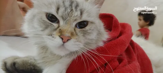  1 شانشيلا للبيع