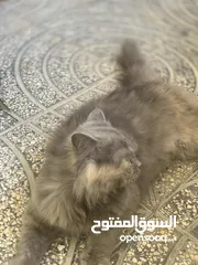  2 قط شيرازي ،،