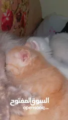  10 Mix persian kittens