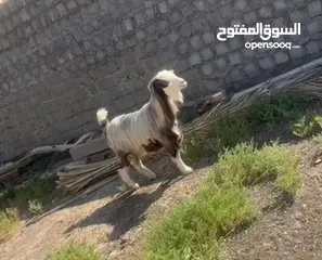  2 رأس حلال رحبي