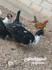  1 متوفر بط للبيع