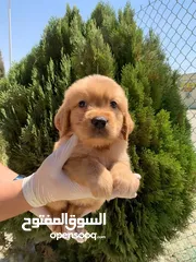  1 جولدن جراء ذكور واناث