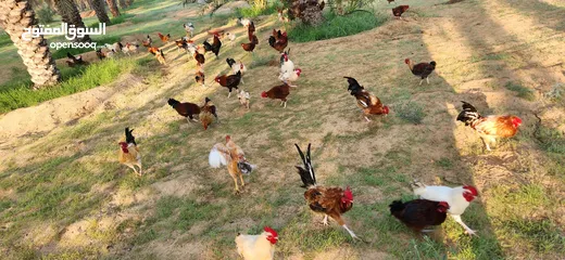  9 Gulf Cemani Chicken Farm