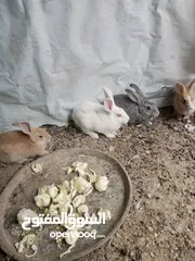  7 ارانب بلدي  للبيع