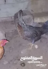 3 دجاج وحده بيضه بياضه عربيه اللون ابيض والثانيه مخلفه بصحه جيده معه ضمان