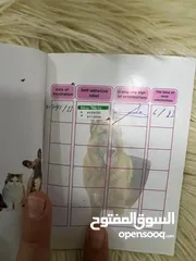  1 قط نثيه هملاية اصلي عمر 8 اشهر طالبة تزاوج كلش فول ضخامة ملقحة وجاهزة  لتر بوكس تراب  وبوكس سفر السع