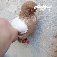  2 جواز نخب بالصلاة على النبي
