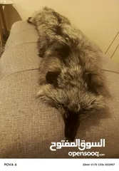  3 فروه silver fox