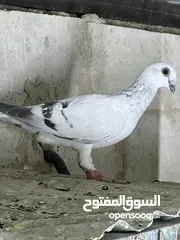  12 فراخ للبيع