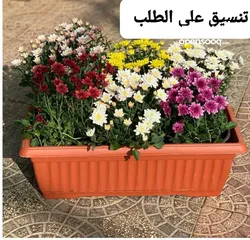  24 متوفر جميع انواع الاشجار المثمرة والزينة والورود وخدمة الزراع وتنسيق الحدائق وجميع انواع القواير
