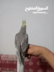  3 طيور كوكتيل