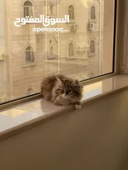  1 قطط شيرازي للتبني مقابل رسوم