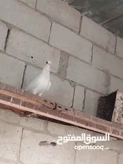 9 حمام نخب النخب  ثلاث جواز