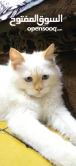  1 قط ابيض أبيض