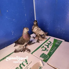  1 جوز اوزبك لون مميز