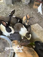  11 ارانب  عماني وتهجين وهولندي