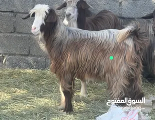  7 غنم رحبيات  صخل  وصخله