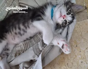  8 بسان عمره شهر للتبني