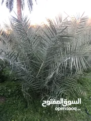  5 30 نخلة برنصي للبيع