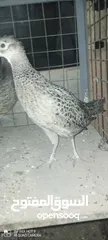  2 طقم فازنت انثايتين وذكر بياضات