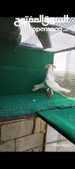  1 زواج حمام وطواير للبيع