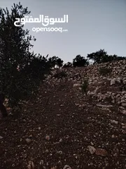  9 ارض للبيع 4300م على القوشان وعلى الواقع 12دونم متواجد بيت مساحة 380 متر طابقين +خزان يتسع50 متر