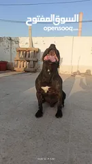  6 للبيع كلب بيتبول بيور