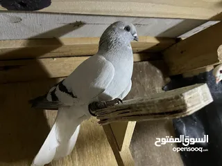  19 قطعة حمام للبيع
