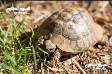  1 سلاحف للبيع العدد 9حبات   الحبه الموقع سحاب القرب من دوار الشهيد ااااااااااااااااااااااااااااااااااا