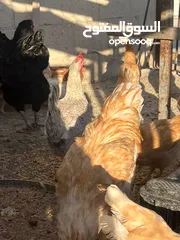  12 جاج لوهمان + بلدي بياض للبيع