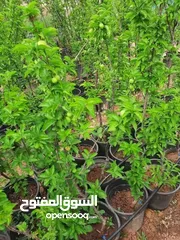  1 مشاتل السهل الاخضر الزراعيه تنسيق حدائق ومزارع