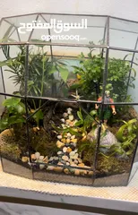  4 TERRARIUMS for Sale