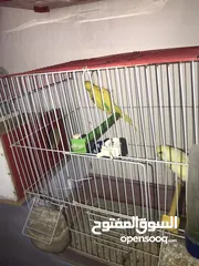  12 جواز كوكتيل جواز حب مكفول