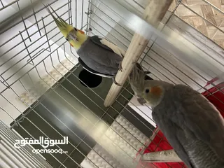  4 طيور كوكتيل