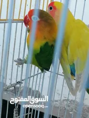  5 حبه روز وحبه فيشر للبيع بسعر مناسب