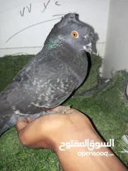  13 حمام كش للبيع كوم