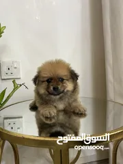  1 Pomeranian tecup