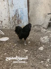  1 ديوك لمبرجيني و صيصان صحة و نظافة  بلدي للبيع