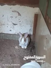  6 ارانب للبيع