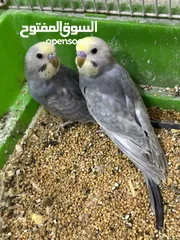  2 طيور حب بادجي رينبوات