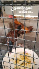  9 دجاج باكستان