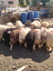  8 16 عبور زابطات لحم وزابطات مقنوا مطلوب 140