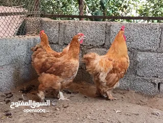  1 طقم كوشن العملاق