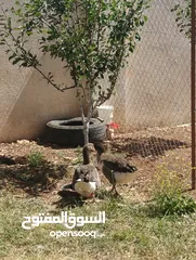  7 جوز وز حجم جامبو للبيع او للبدل على جاج بياض او ارانب موجود في جرش