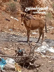  3 بسم الله ماشاء الله موجود بغله عمر 4شهور الموقع مثلث كفرخل جرش
